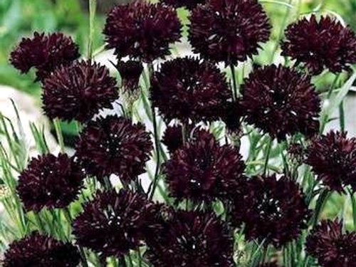 Centaurea cyanus - Schwarze Kornblume 