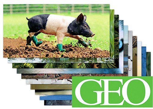 10-er Packung: Die 10 tierischsten GEO XXL-Postkarten +++ von modern times