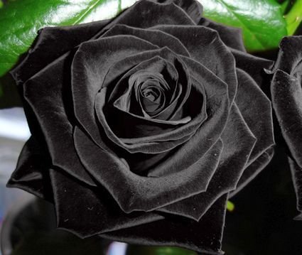 Exotic Plants Rose schwarz - schwarze Rose - 15 Samen