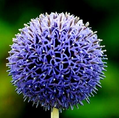 Globe Distel Samen - Ruthenische Kugeldistel