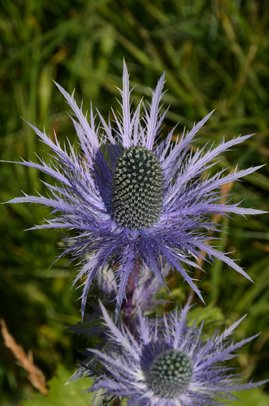 Seedeo Alpendistel „ Superbum“ (Eryngium alpinum) 30 Samen