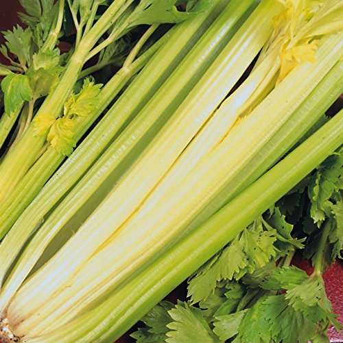 Stangensellerie - Staudensellerie - golden self blanching - 300 Samen