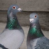 Brieftauben