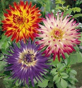 Kaktus-Dahlien 15 Samne, Dahlie Samen (Dahlia Cactus)