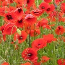 Just Seed Saatgut, Wildblume, Klatschmohn / Papaver rhoeas, 20.000 Samen
