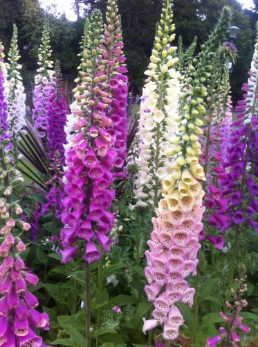 Premier Seeds Direct LK-F9SV-SHHE Roter Fingerhut „Foxglove“ Samen- Mehrfarbig (Packung mit 3000)
