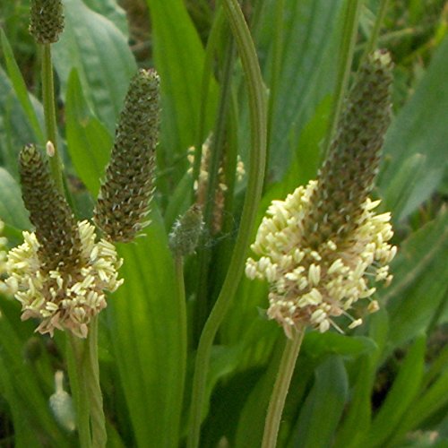 Spitzwegerich - Plantago lanceolata - Arzneipflanze des Jahres 2014 - 500 Samen