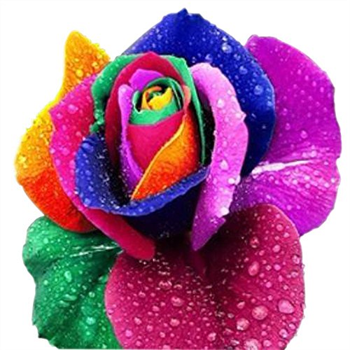 100 Samen Regenbogen Rose Blumen Samen