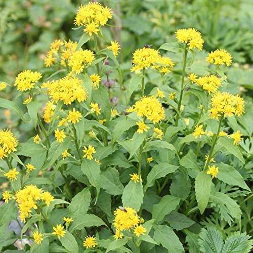 Echte Goldrute - Solidago virgaurea - alte Zier- + Arzneipflanze - 150 Samen