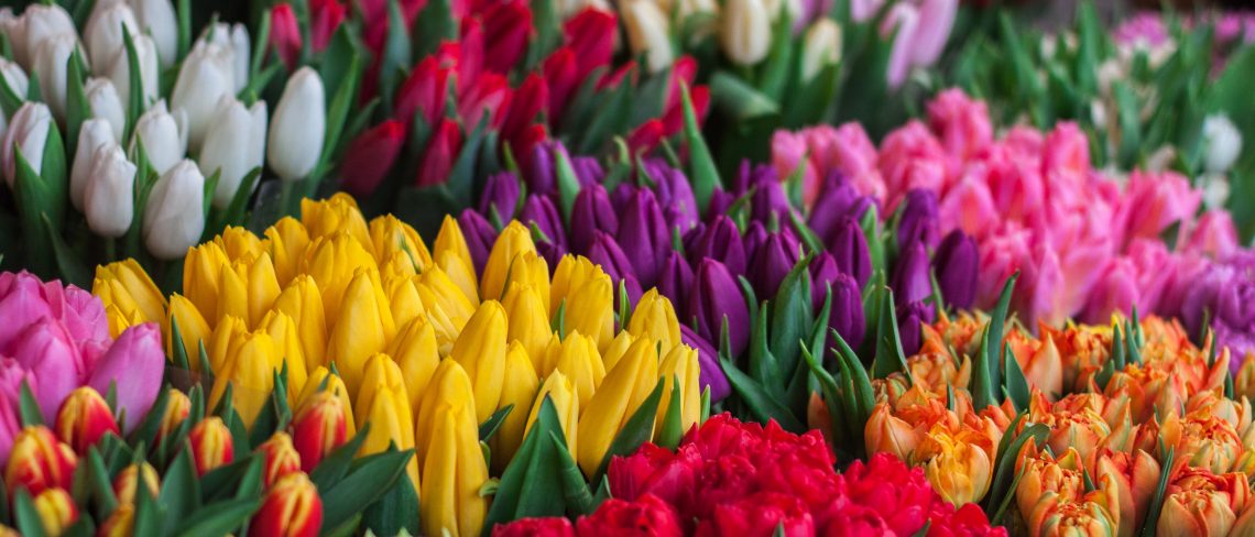 Pflanzen und Blumen für den Frühling